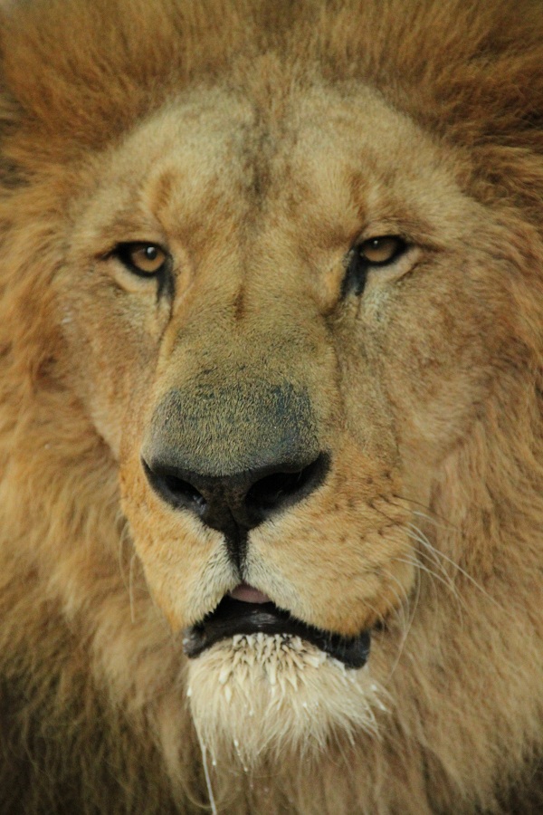 Die schönsten Tierbilder der Welt auf Ihrer Fotosafari › Foto Poster Druck